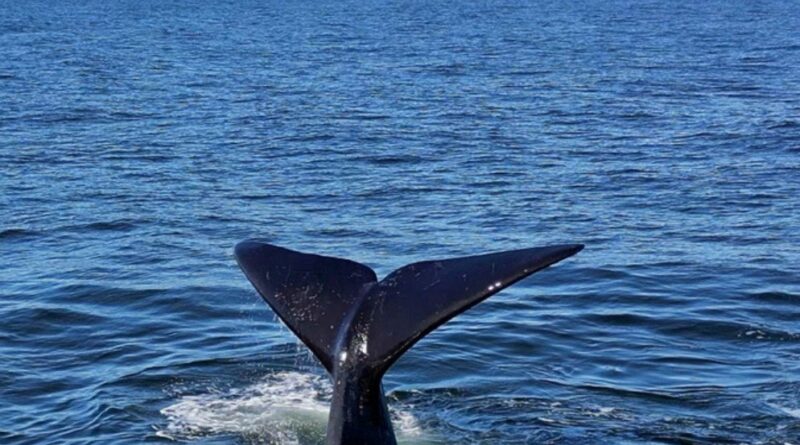 Temporada Ballenas Radio Viva FM