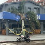 Árbol caído en Freddo