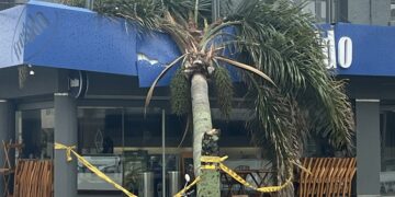 Árbol caído en Freddo