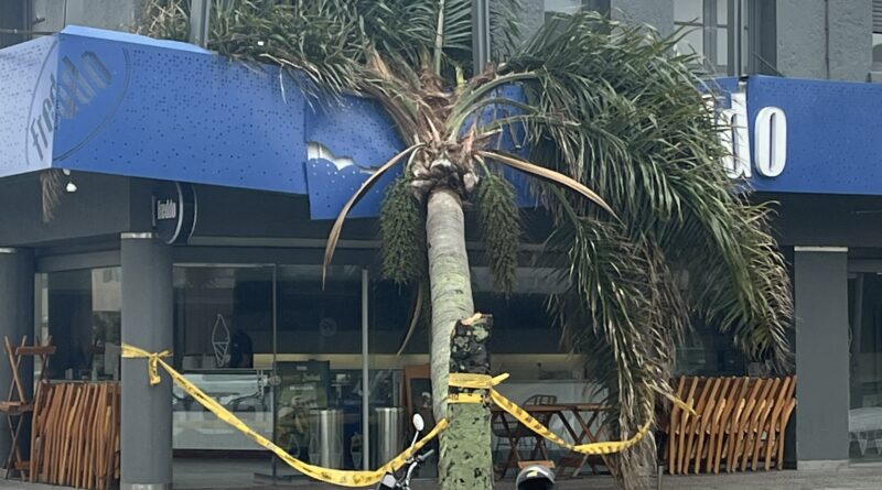 Árbol caído en Freddo