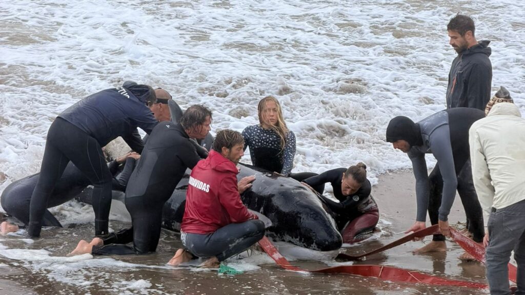 orca web