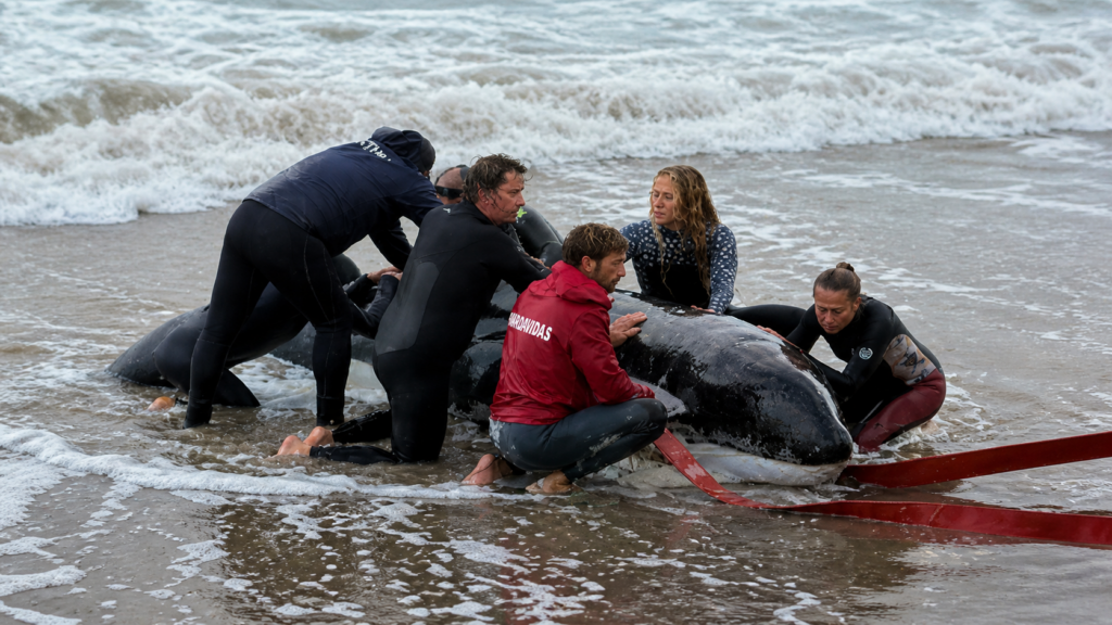 Orca varada en Punta del Este