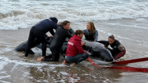 Orca varada en Punta del Este