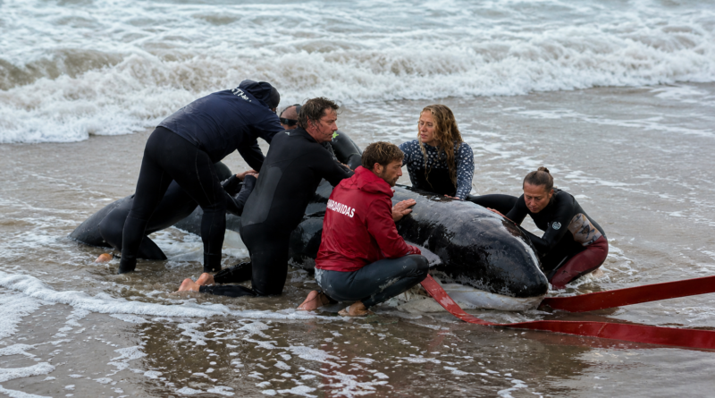 Orca varada en Punta del Este