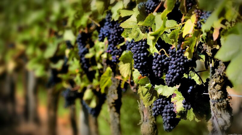 Vino Uruguayo