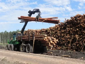 Madera