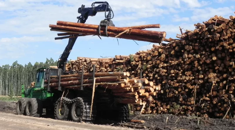 Madera