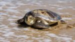 Tortuga