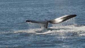 ballena ok