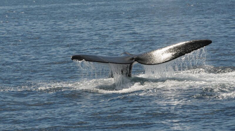 ballena ok