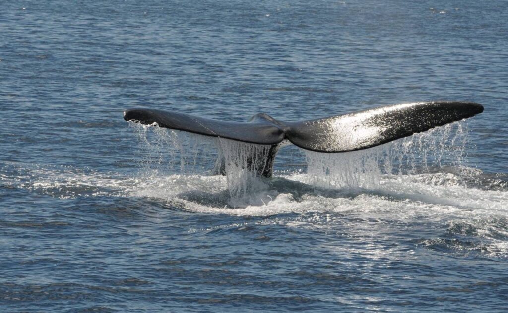 ballena