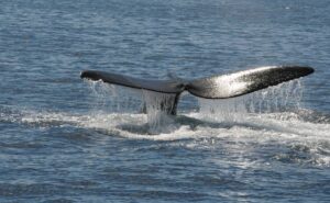 ballena